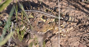 west-texas-horny-toad